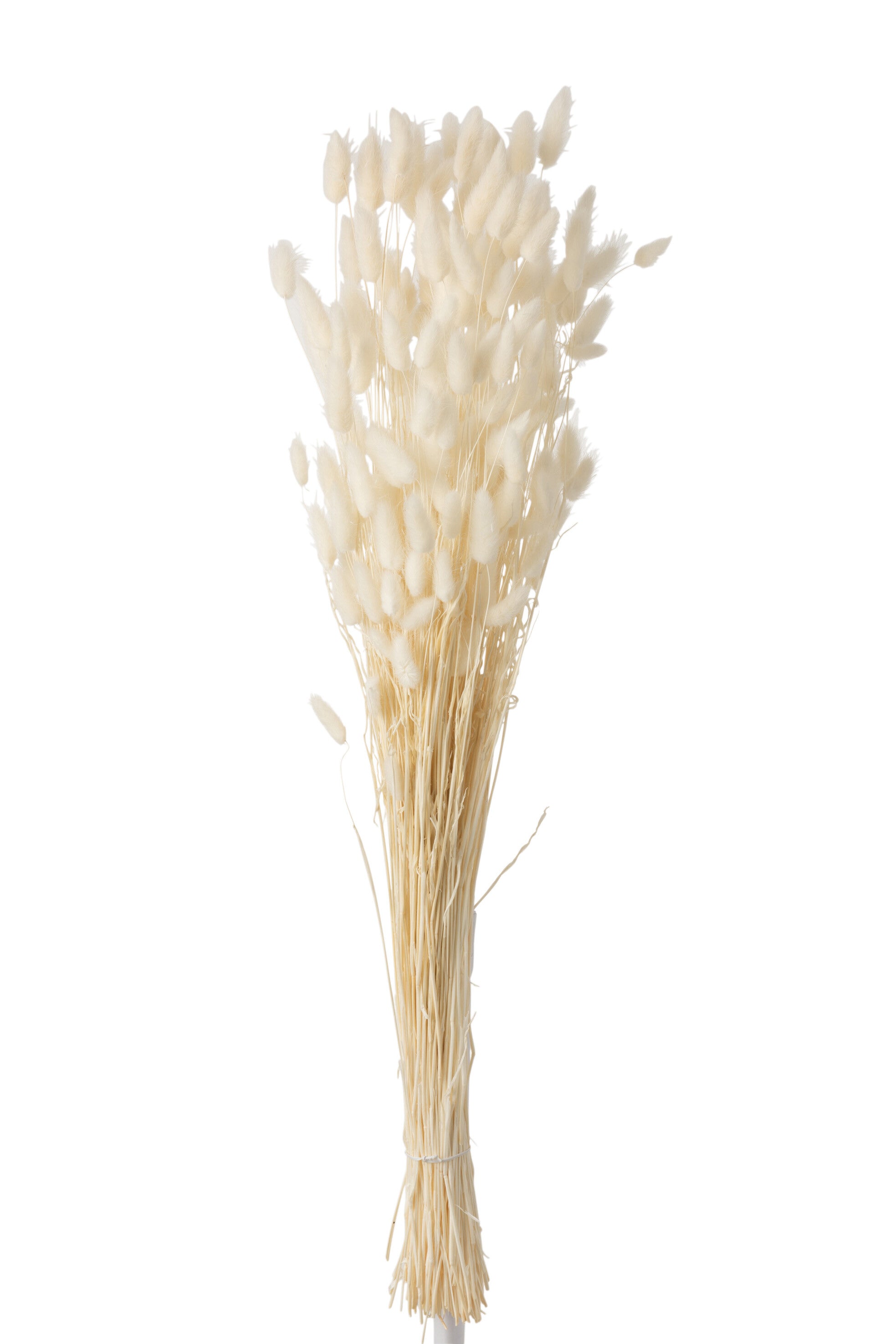 Droogbloemen van J-Line – Bundel Pluim Hazenstaart – Ecru – Large